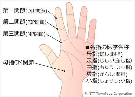 手指第一節|指の第一関節とは？痛みの原因と対処法を徹底解説｜ 